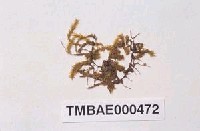 藏品(灰氣苔)的圖片